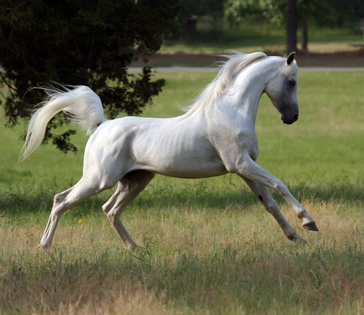 L'Arte del Cavallo