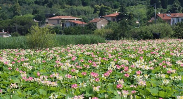 fiori di loto